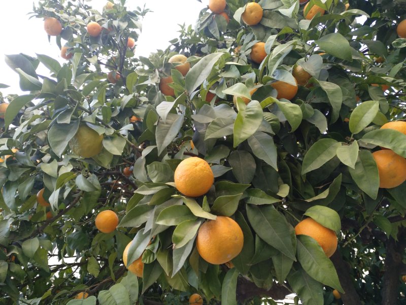 Bitter orange fruits are very interesting for fragrance industries, where essential oils are very common used